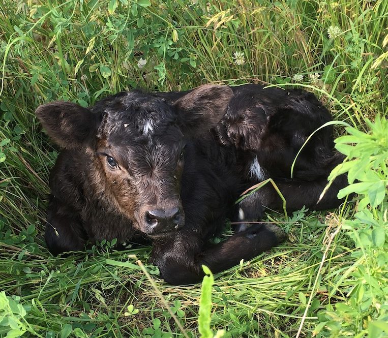 Galloway aus dem Geistal / Hühnermobil